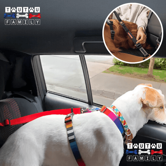 Ceinture de sécurité pour chien - CeintureToutou™