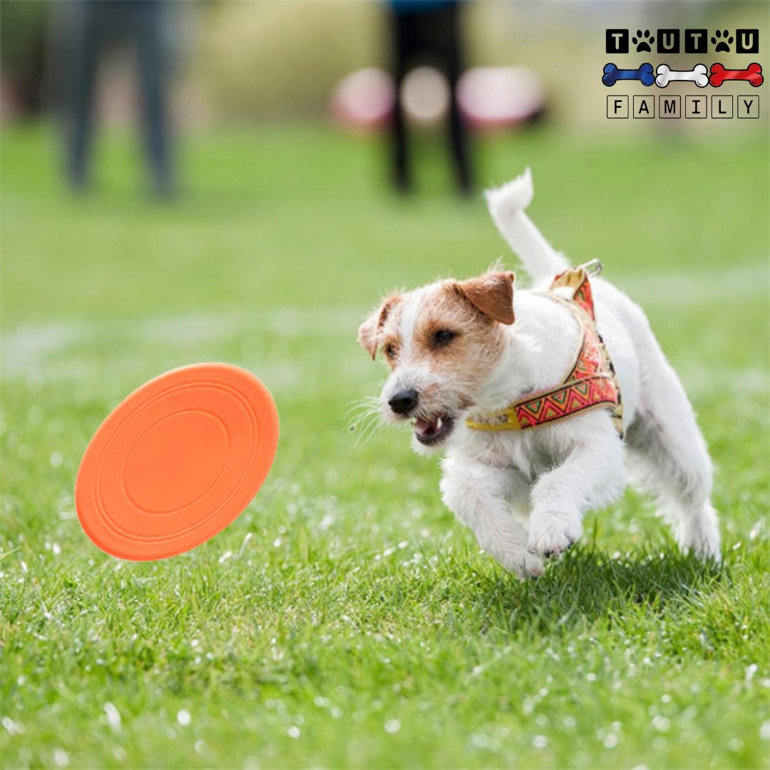 Frisbee-pour-chien-caoutchouc-100%-naturel-disque-volant-pour-chien-un-chien-qui-court-à-toute-vitesse-derrière-son-disque-volant-orange-au-parc