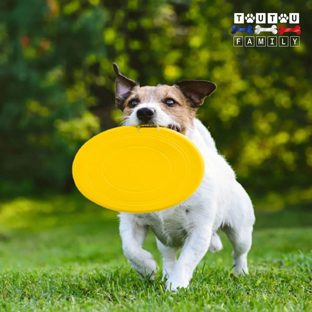Frisbee-pour-chien-caoutchouc-jeu-aquatique-un-chien-musclé-qui-court-sur-l-herbe-en-tenant-le-frisbee-dans-sa-mâchoire