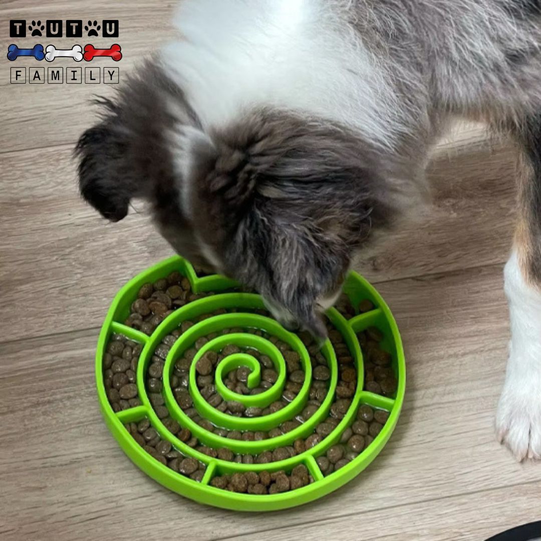 Gamelle-chien-anti-glouton-spirale-alimentation-lente-un-chien-qui-mange-lentement-ses-croquettes-cachées-dans-sa-gamelle-verte-à-spirale