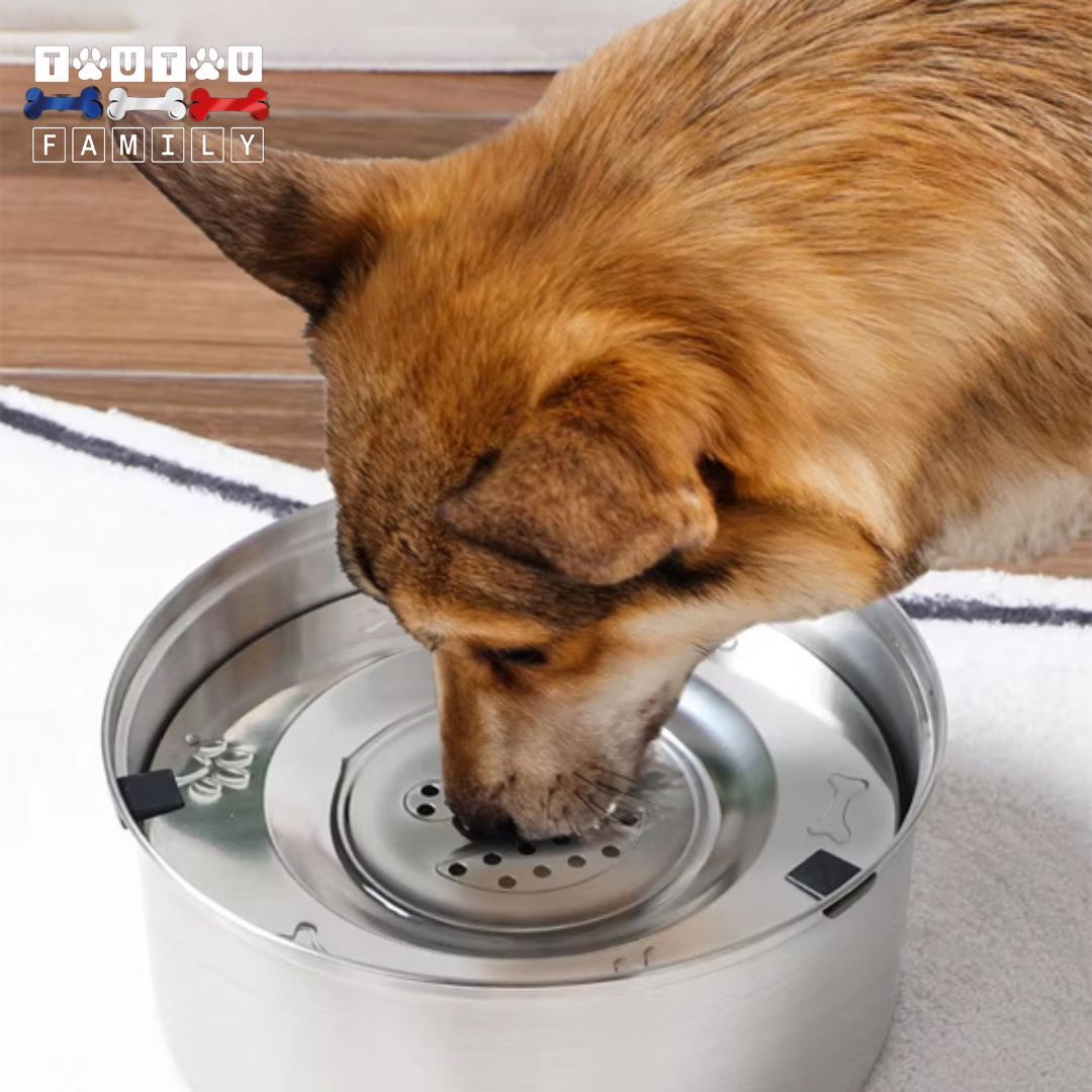 gamelle-eau-chien-anti-renversement-gamelle-d-eau-anti-éclaboussure-un-chien-qui-boit-sur-le-plateau-qui-s-adapte-et-contrôle-a-quantité-d-eau-but-avec-niveau-et-garde-l-eau-saine-sans-impuretés