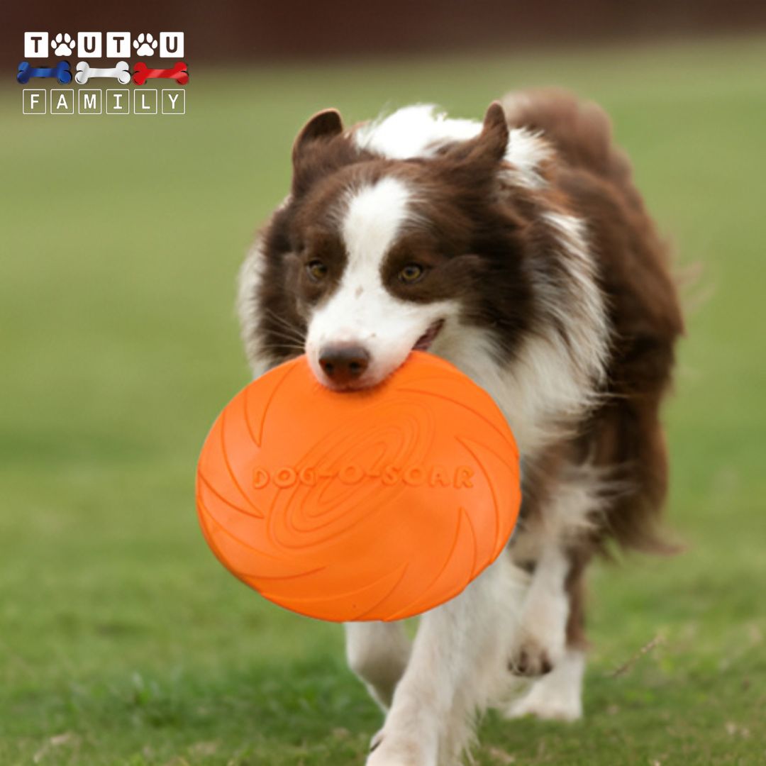 Jouet-interactif-pour-chien-frisbee-caoutchouc-100%-naturel-doux-sans-danger-pur-le-chien-incassable-un-chien-qui-joue-au-lancé-rapporté-avec-le-frisbee-qu-il-tient-dans-sa-mâchoire-sur-a-pelouse