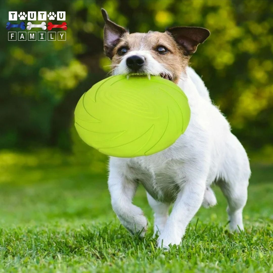 Jouet-interactif-pour-chien-frisbee-caoutchouc-résistant-au-mâchoires-un-chien-qui-court-avec-son-frisbee-doux-pour-les-gencive-dans-sa-machoire
