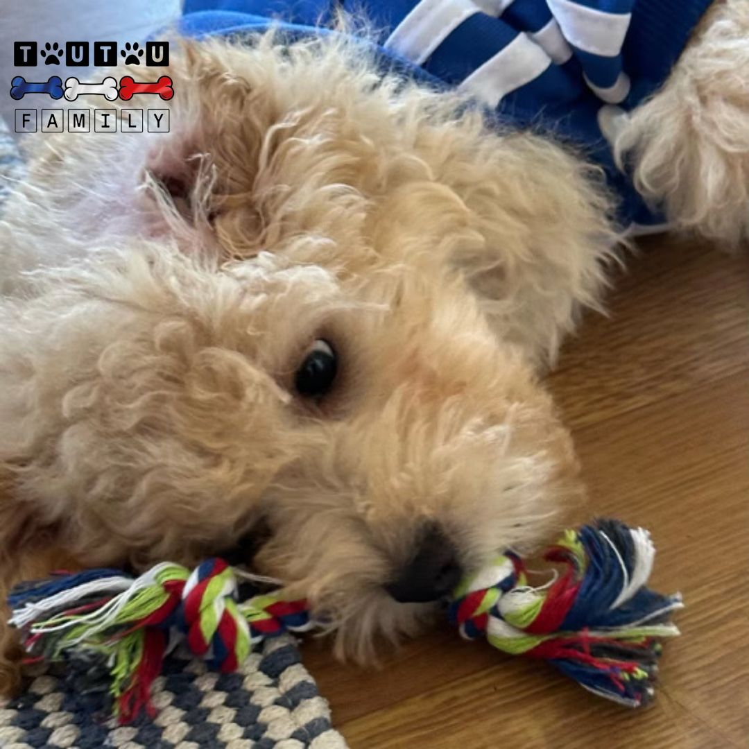 jouet-pour-chien-chiot-corde-a-mâcher-coton-un-chiot-qui-joue-avec-sa-corde-naturelle-et-sans-danger