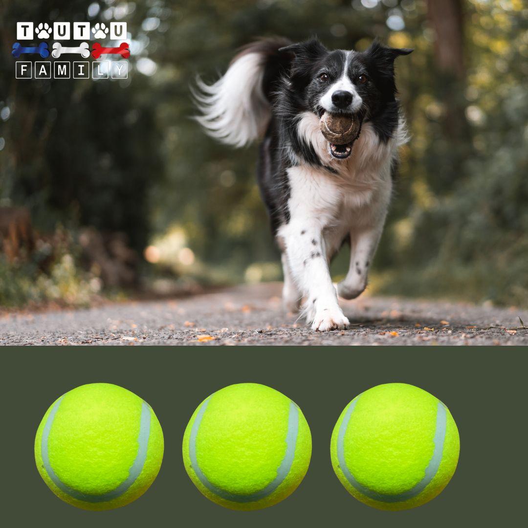 balle-de-tennis-pour-chien-lot-de-3 de diamètre de 6 cm un border collie qui court avec sa balle de tennis dans sa mâchoire en forêt  