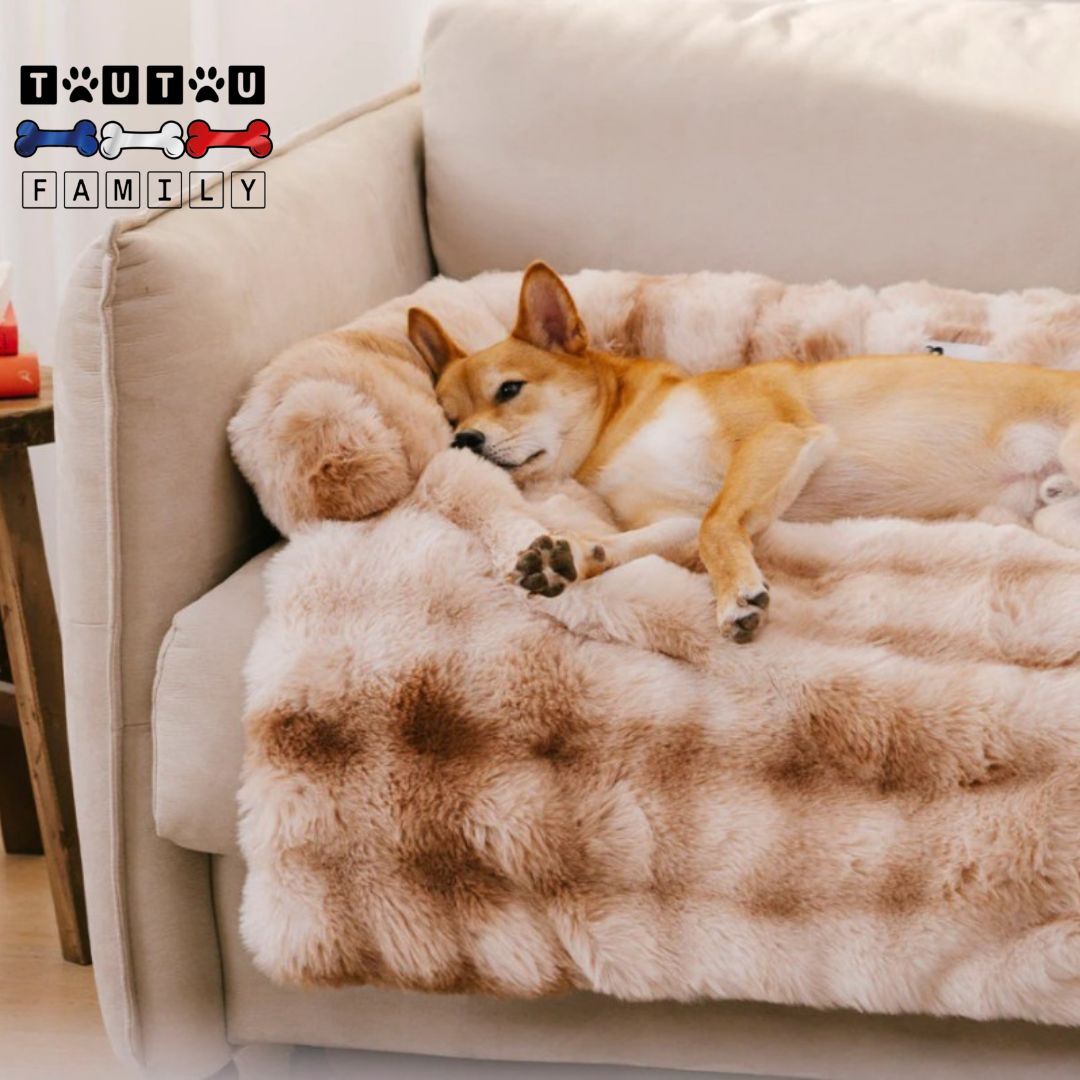 Lit-pour-chien-protège-canapé-en-peluche-un-chien-lové-sur-son-lit-marron-avec-traversin-sur-le-canapé-de-la-maison