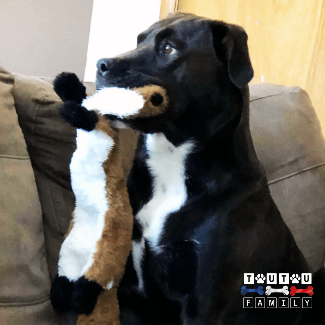 Peluche-indestructible-pour-chien-doudou-solide-avec-couineur-et-corde-pour-chien-un-labrador-avec-sa-peluche-renard-dans-sa-mâchoire