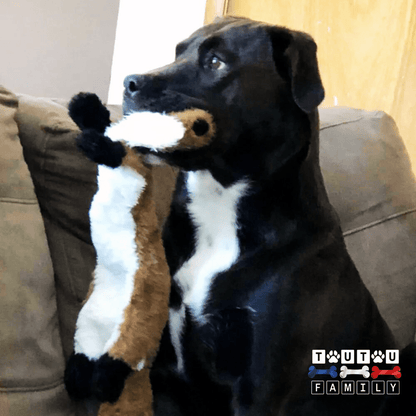 Peluche-indestructible-pour-chien-doudou-solide-avec-couineur-et-corde-pour-chien-un-labrador-avec-sa-peluche-renard-dans-sa-mâchoire