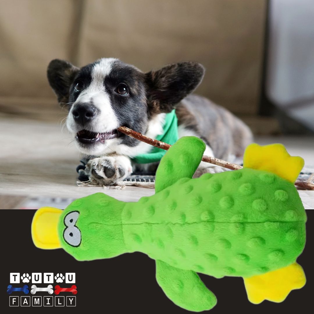 Peluche-pour-chien-couineur-canard-vert un chiot qui mordille avec sa peluche couleur verte canard doudou et jouet à mâcher pour chien