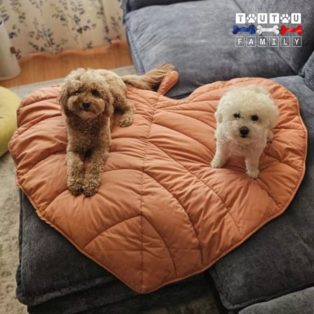 tapis-pour-chien-double-face-tapis-xxl-pour-chien-tapis-protège-canapé-deux-petit-chien-couché-sur-le-grand-tapis-en-forme-de-feuille-sur-le-canapé