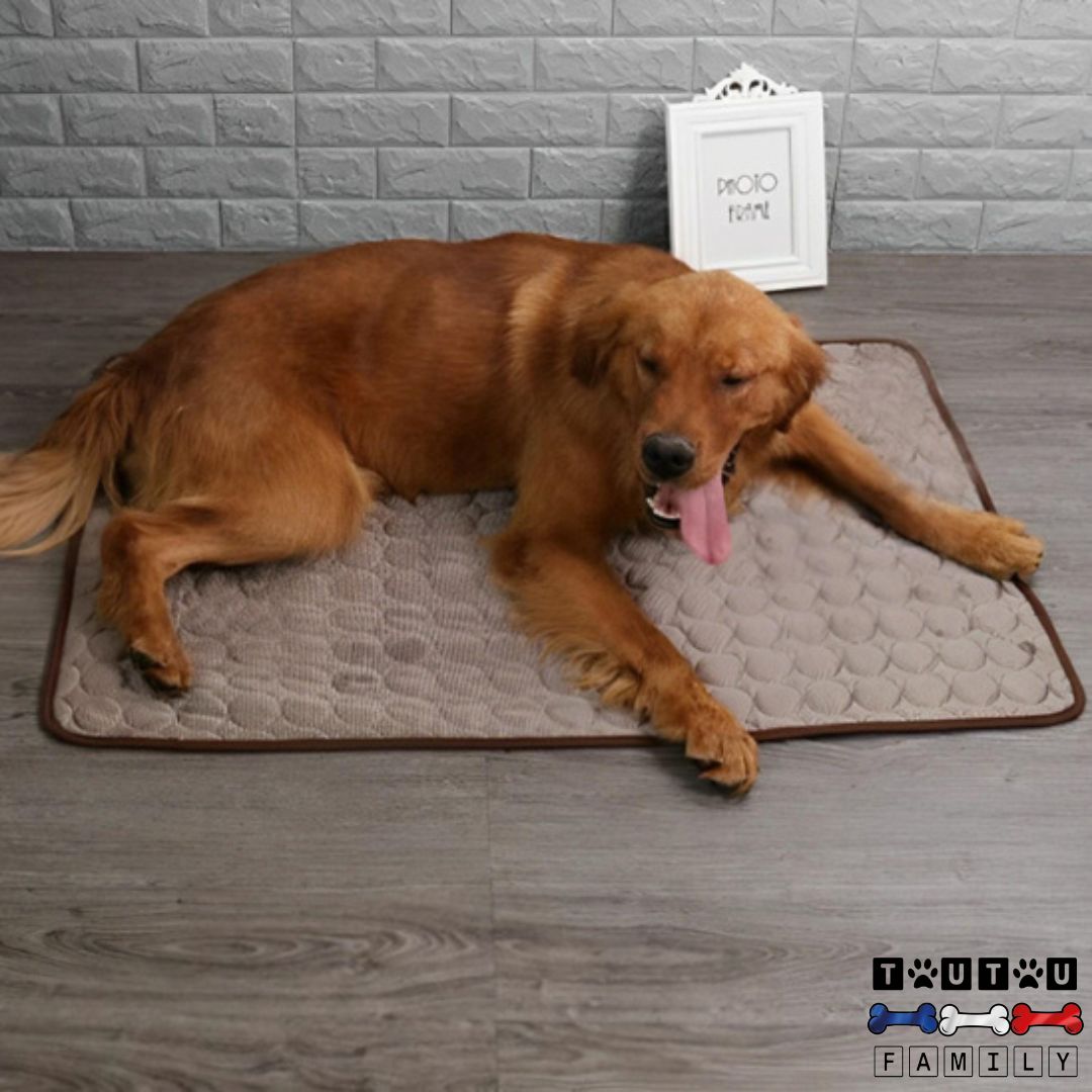 tapis-rafraichissant-chien-climatisé-un-golden-qui-halète-couché-sur-son-tapis-pour-se-rafraichir